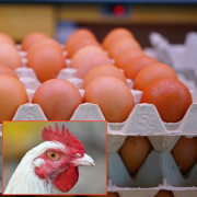 oeufs, poules, cage, production