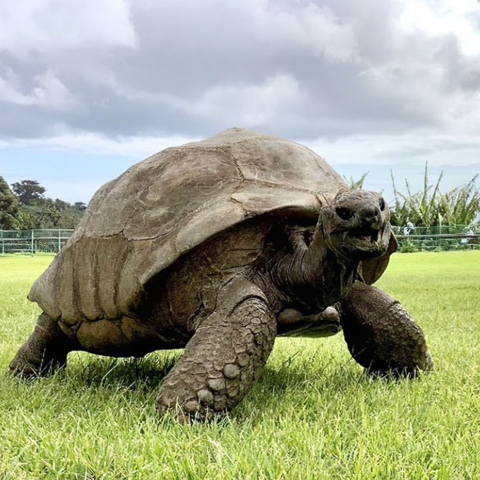La tortue Jonathan, 193 ans, est toujours vivante