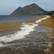 Martinique, Guadeloupe, Antilles, sargasses
