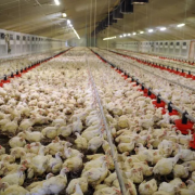 Bély, ferme, élevage, poulets, production, volaille