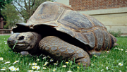 tortue jardin des plantes kiki