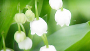 saint-maur muguet 1er mai vente