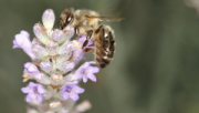 allergie, pollen, arbre, toux, éternuement, démangeaison