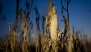 ONU, Prix, Alimentation, Marchés, Famine