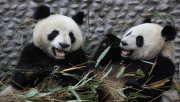 Chine, France, pandas