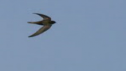 martinets migration oiseaux val-de-marne