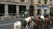 TVA, manif, équestre, poney