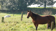 trafic, viande, cheval